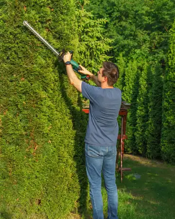 A landscaper trimming a tall hedge